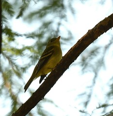 Empidonax flaviventris