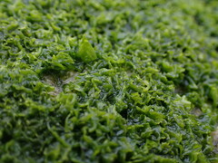 Ulvaceae