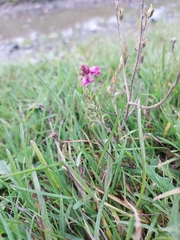 Odontites vulgaris