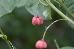 Euonymus europaeus