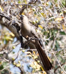 Corythaixoides concolor bechuanae