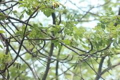 Amphipterygium glaucum