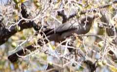Corythaixoides concolor bechuanae