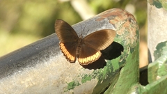 Biblis hyperia