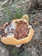 Ganoderma