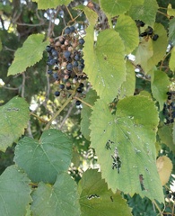 Vitis cinerea