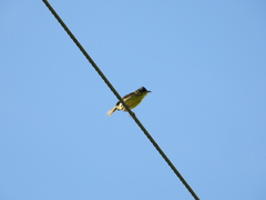 Geothlypis poliocephala