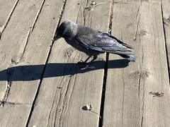 Corvus monedula