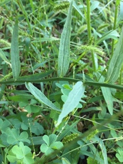 Phyteuma betonicifolium