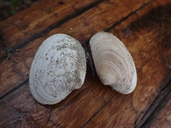 Veneridae