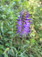 Phyteuma betonicifolium