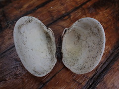 Veneridae
