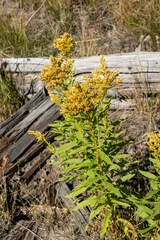 Solidago lepida