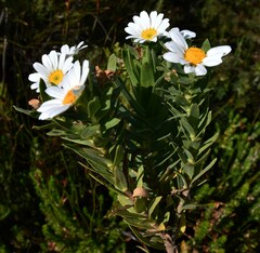 Osmitopsis asteriscoides