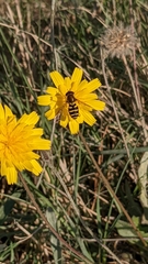 Syrphus opinator