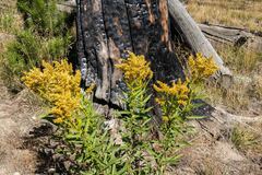 Solidago lepida