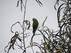 Brotogeris pyrrhoptera