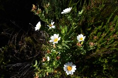 Osmitopsis asteriscoides