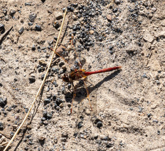 Sympetrum costiferum