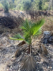 Washingtonia robusta