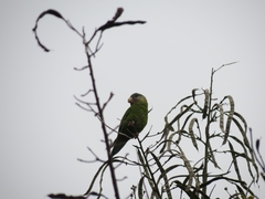 Brotogeris pyrrhoptera