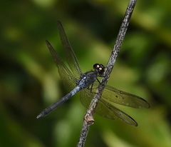 Cratilla lineata