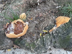 Ganoderma