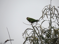 Brotogeris pyrrhoptera