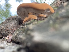 Ganoderma