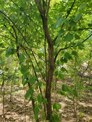Ptelea trifoliata