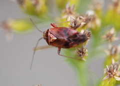 Lygus rubroclarus