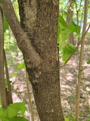 Ptelea trifoliata