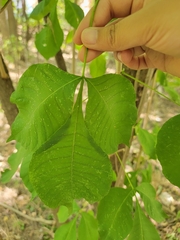 Ptelea trifoliata