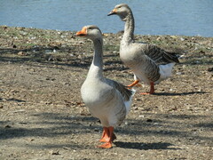 Anser anser domesticus × anser cygnoides domesticus