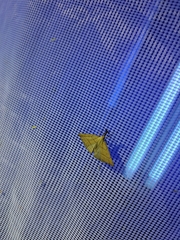 Polypogon tentacularia