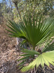 Washingtonia robusta