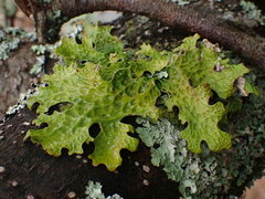 Lobaria pulmonaria