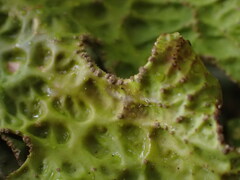 Lobaria pulmonaria