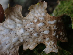 Lobaria pulmonaria