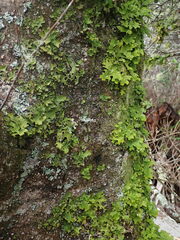 Lobaria pulmonaria