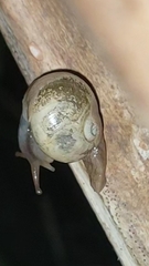 Sheldoniinae