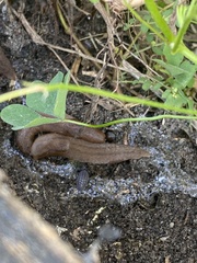 Ambigolimax valentianus