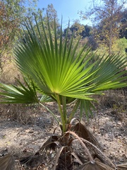 Washingtonia robusta