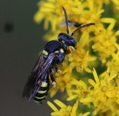 Nomada placida