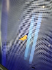 Idaea serpentata