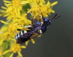 Nomada placida