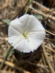 Calystegia subacaulis