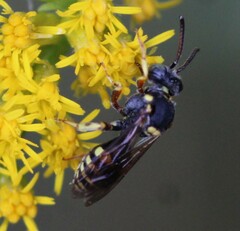Nomada placida