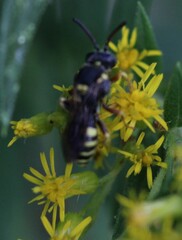Nomada placida