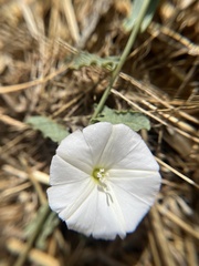 Calystegia subacaulis